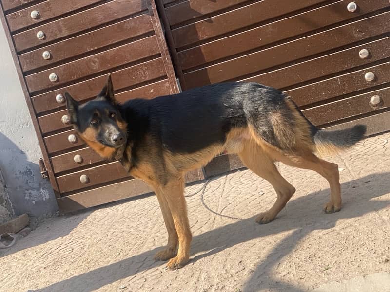 german shaperd for sale male double coat 5