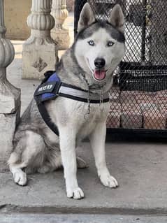 siberian husky male for  stud