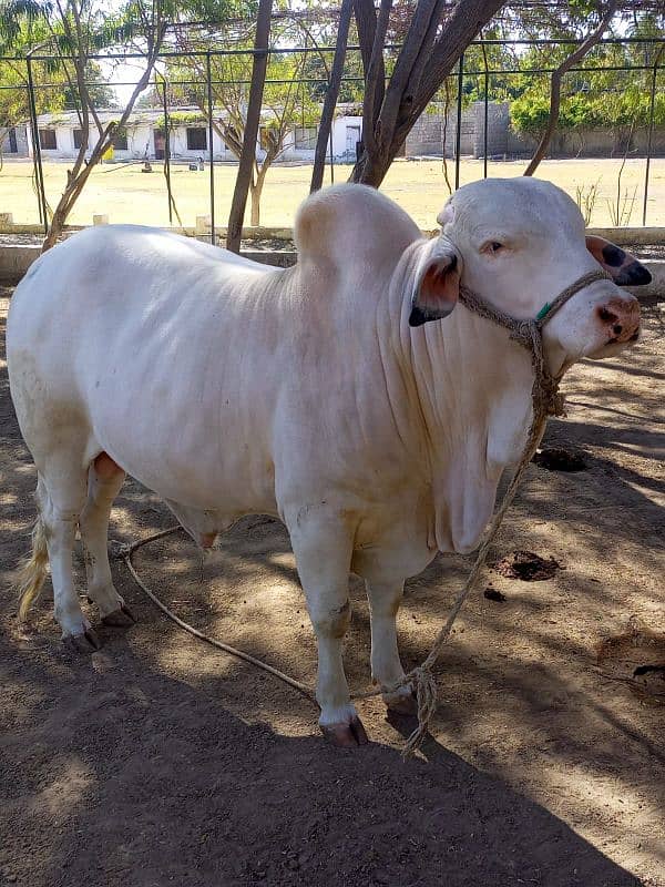 Gulabi Bachra Pink nose Suraj Mukhi  Kheera 2025 Qurbani 0