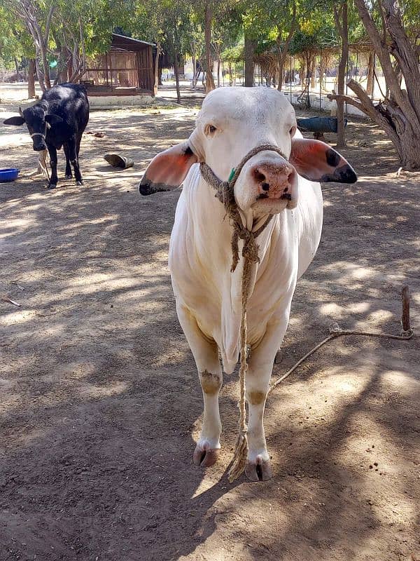 Gulabi Bachra Pink nose Suraj Mukhi  Kheera 2025 Qurbani 1