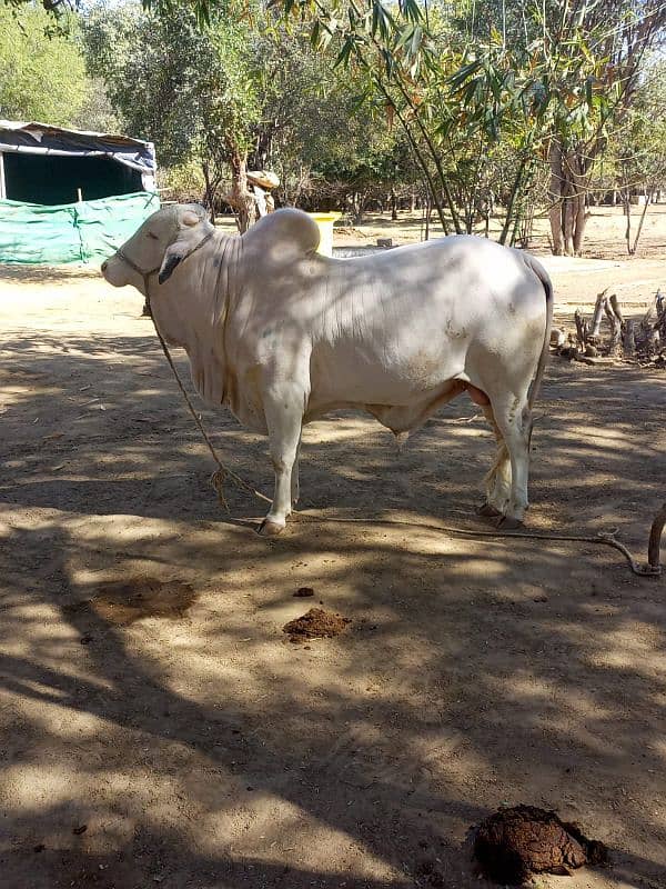 Gulabi Bachra Pink nose Suraj Mukhi  Kheera 2025 Qurbani 3