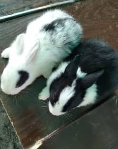 rabbit babies age 1 month