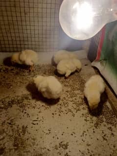 Heera aseel chicks for sell