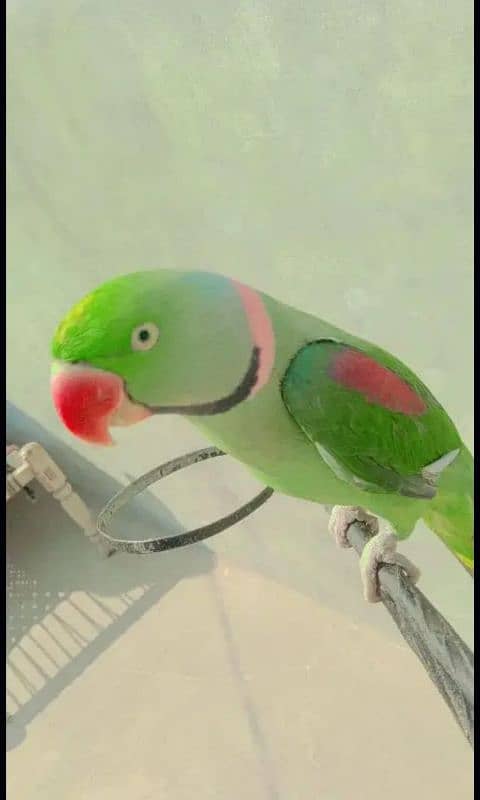 Raw parrot for sale only serious buyer's contact me 0