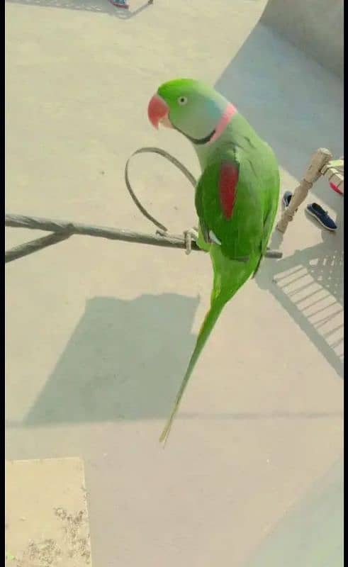 Raw parrot for sale only serious buyer's contact me 2