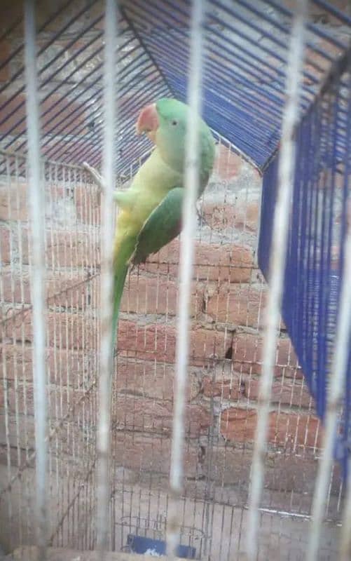 Raw parrot for sale only serious buyer's contact me 3