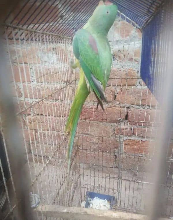 Raw parrot for sale only serious buyer's contact me 5