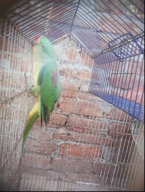 Raw parrot for sale only serious buyer's contact me 6