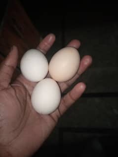 Desi egg for sale