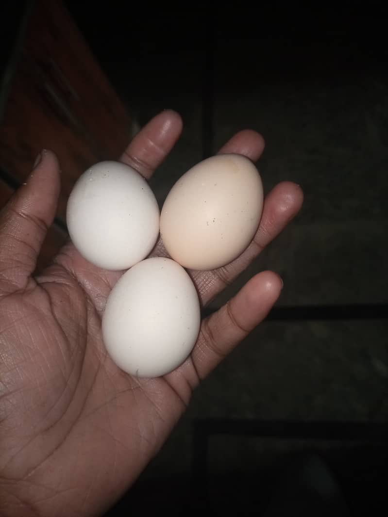 Desi egg for sale 0