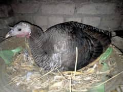 broody turkey