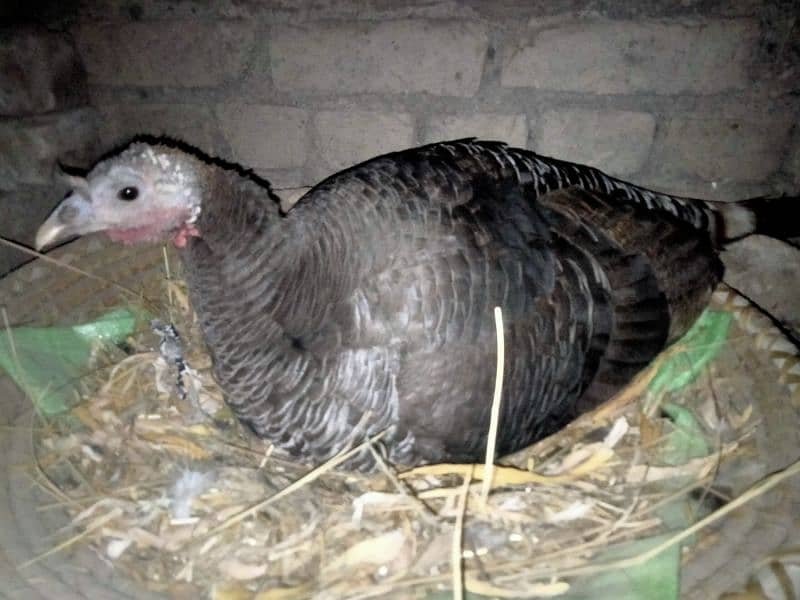 broody turkey 0