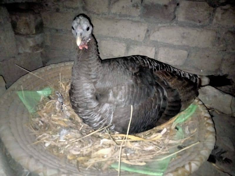 broody turkey 1