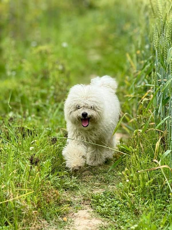 1.5 Year Old Male Toy Poodle 2