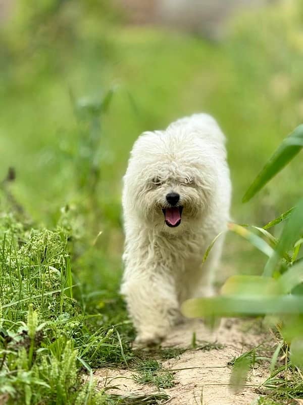 1.5 Year Old Male Toy Poodle 3