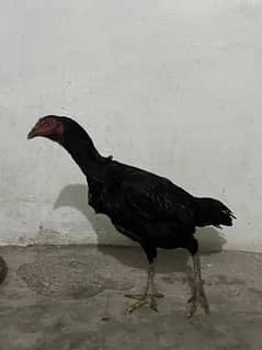 Pure aseel Thai Cross hen