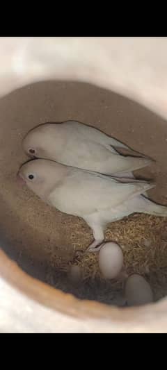 ALBINO RED EYES INTO BLACK SPLITS DNA BIRDS