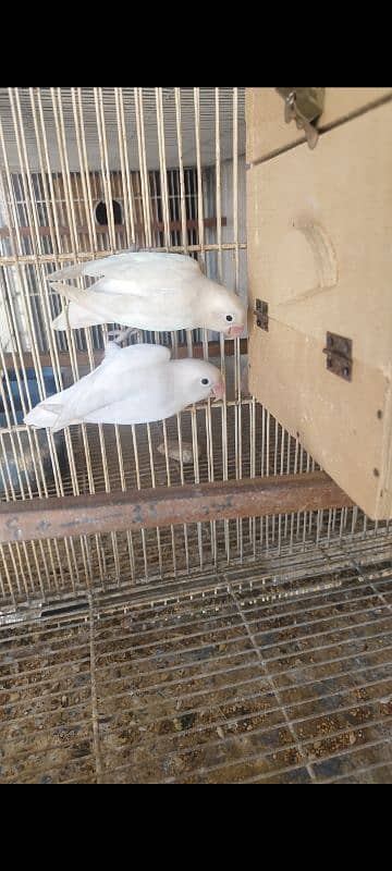 ALBINO RED EYES PAIRS 1