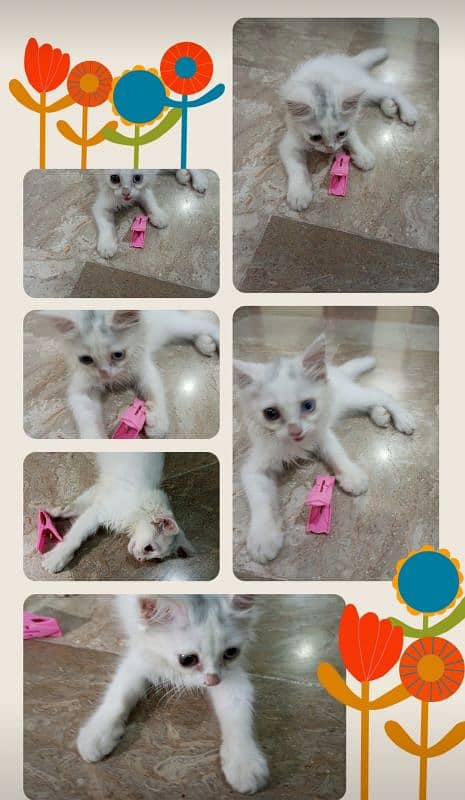 Two color eyes Persian cat beautiful 1