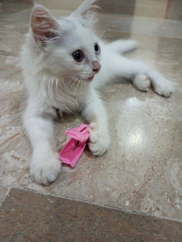 Two color eyes Persian cat beautiful 3