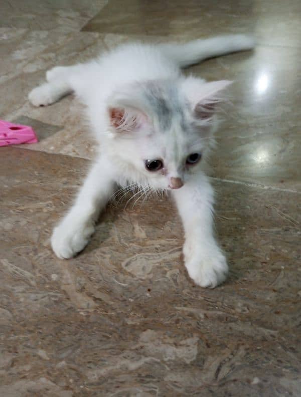 Two color eyes Persian cat beautiful 4