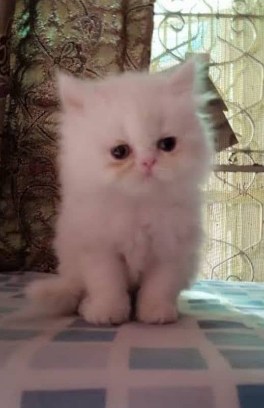 Persian kitten Male 0