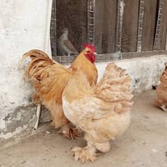 Fancy Hens Fertile Egg available