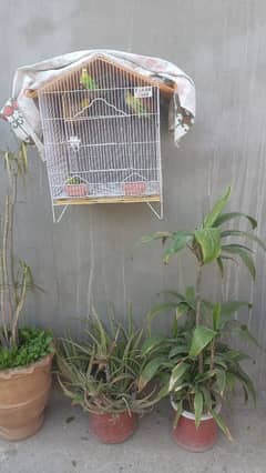 3 paires 2 baby and cage  for sale 4000