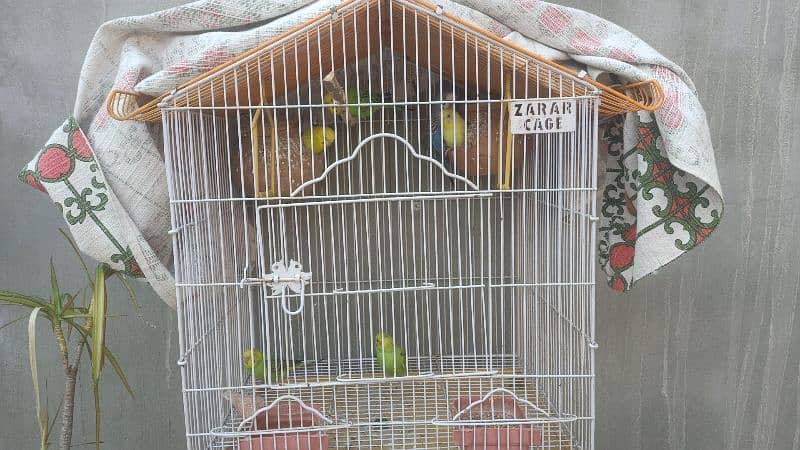 3 paires 2 baby and cage  for sale 4000 1