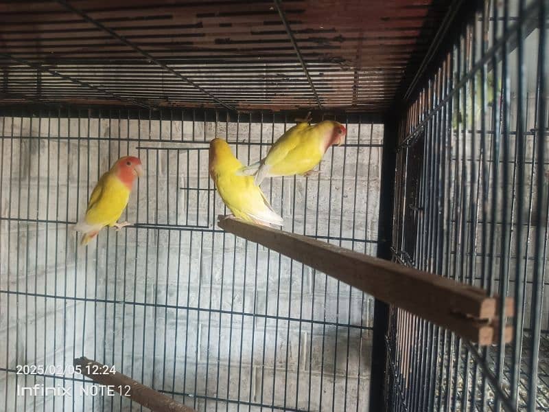 komal Latino pair 7 egg laying  good pair 0