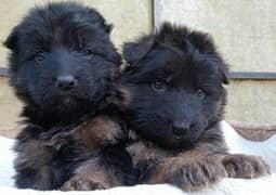 German shepherd | German Shepherd puppies | German Long Coat