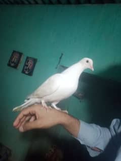 handtame pigeon