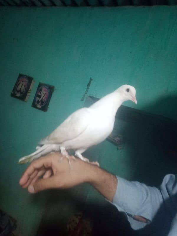 handtame pigeon 0