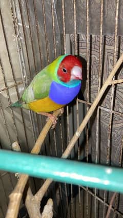 Gouldian Finch