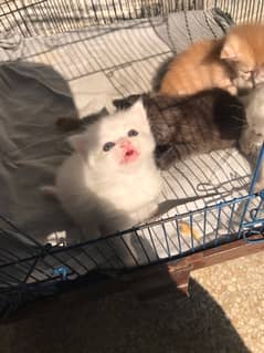 pershion kitten