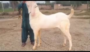 gulabi Bakra for sale WhatsApp number 03185729839)