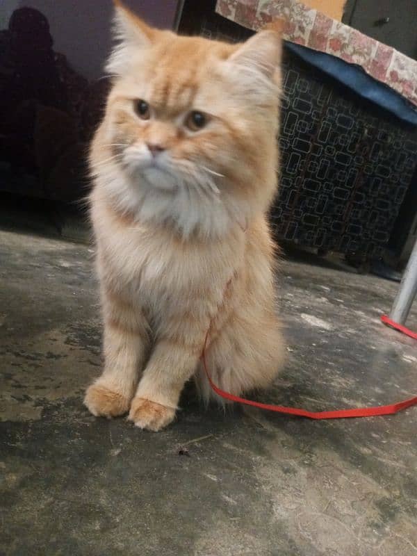 Persian Male Cat Sami punch face 3rple coat only for stud 0