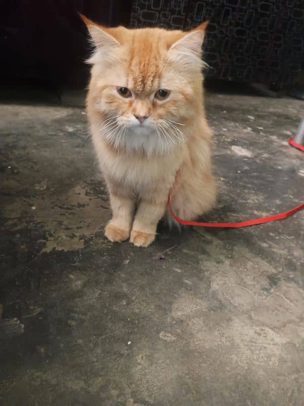 Persian Male Cat Sami punch face 3rple coat only for stud 1