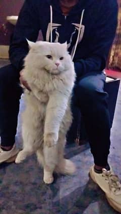 persian cat for sale 1 year old vaccinated