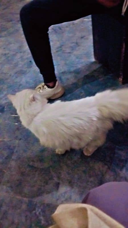 persian cat for sale 1 year old vaccinated 1