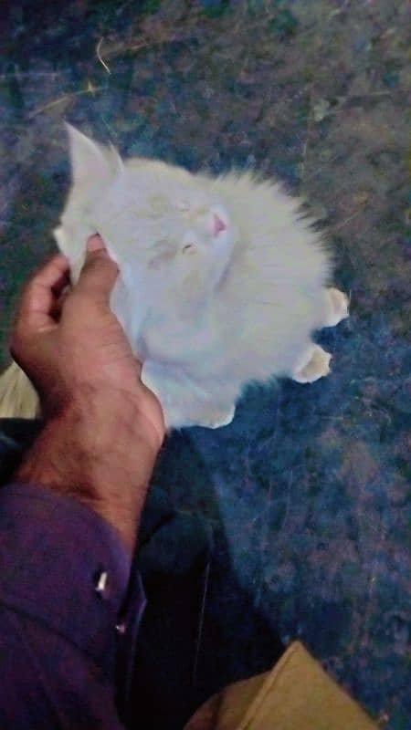 persian cat for sale 1 year old vaccinated 4