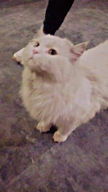 persian cat for sale 1 year old vaccinated 5