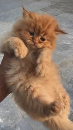 pure persian HIGH QUALITY triple coasted punch face fawn kittens[COD]