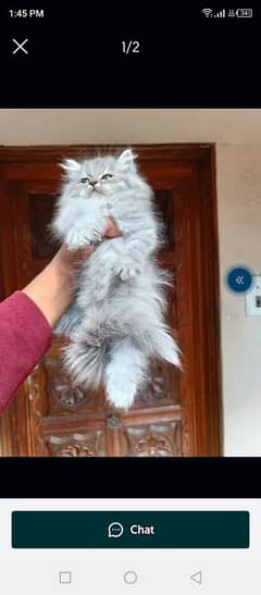 Persian cat for sale male or female my WhatsApp03297037447