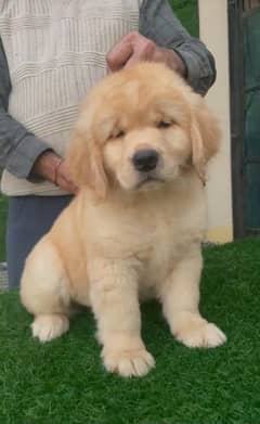 golden retriever puppy for sale