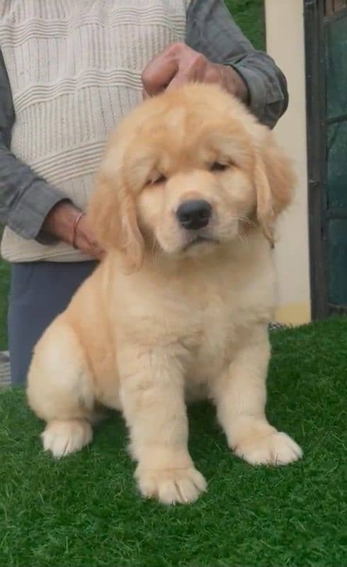 golden retriever puppy for sale 0