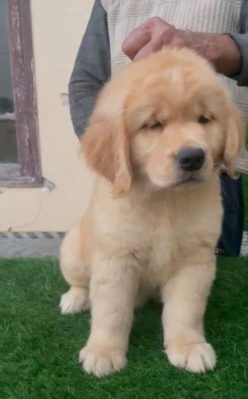 golden retriever puppy for sale 3