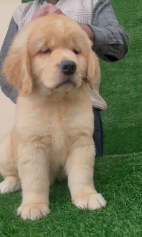 golden retriever puppy for sale 4