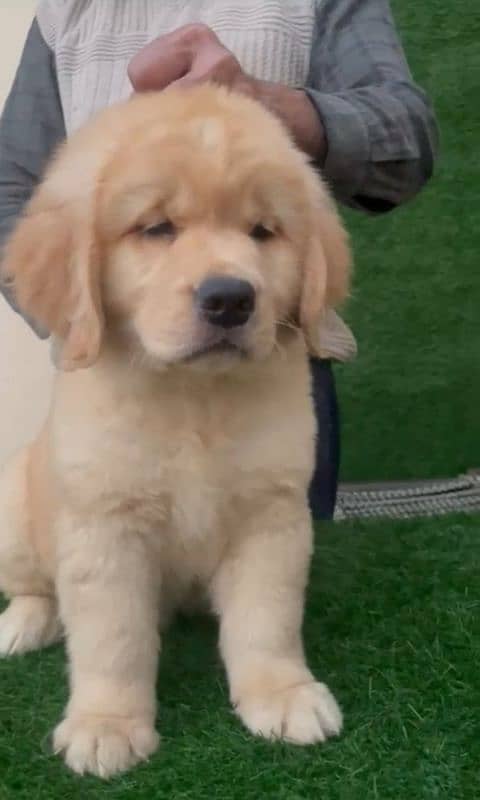 golden retriever puppy for sale 5