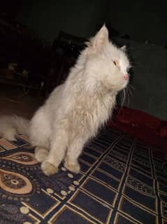 Original persian cat in 1 year age white colour